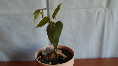 Ficus religiosa