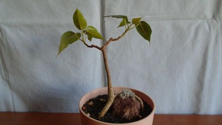 Ficus religiosa