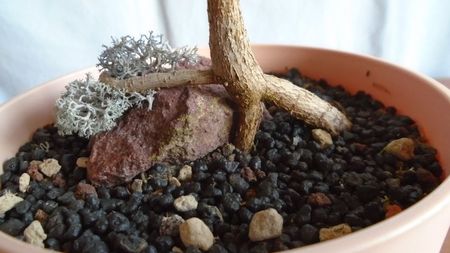 Ficus religiosa, detaliu