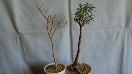 Euphorbia misera & Mestoklema arboriforme