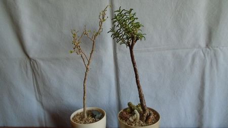 Euphorbia misera & Mestoklema arboriforme