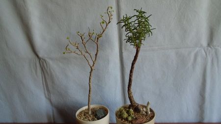 Euphorbia misera & Mestoklema arboriforme