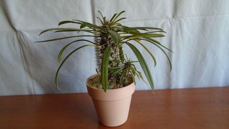 Pachypodium lamerei