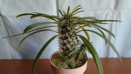 Pachypodium lamerei