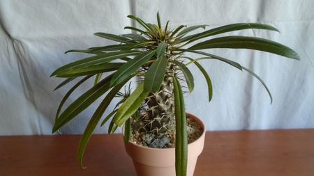 Pachypodium lamerei