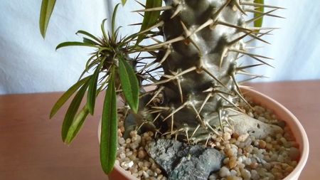 Pachypodium lamerei