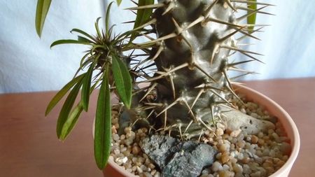 Pachypodium lamerei