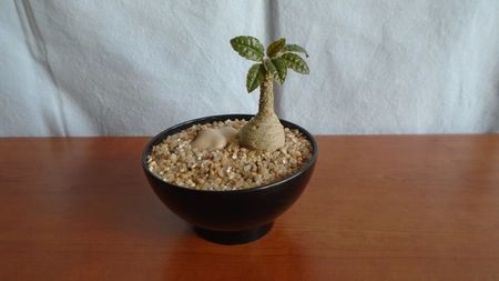 Dorstenia foetida