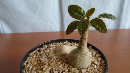 Dorstenia foetida