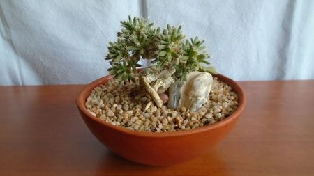 Trichodiadema densum