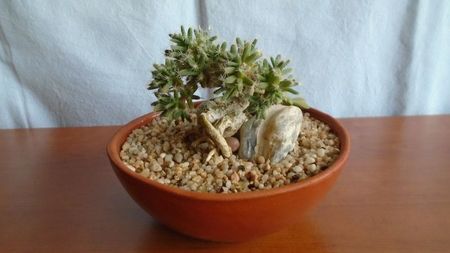 Trichodiadema densum