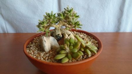 Trichodiadema densum