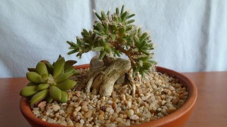 Trichodiadema densum