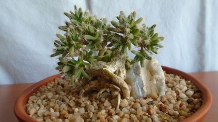 Trichodiadema densum