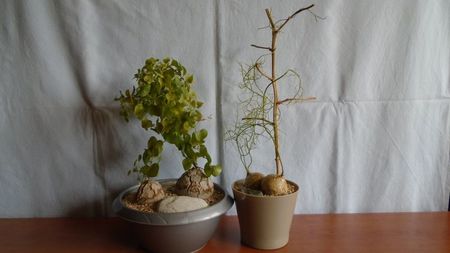 Dioscorea elephantipes & Bowiea volubilis