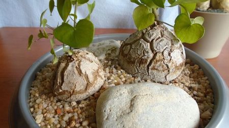 Dioscorea elephantipes