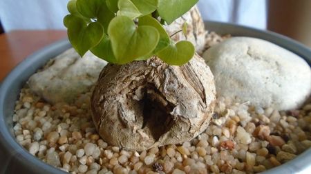 Dioscorea elephantipes