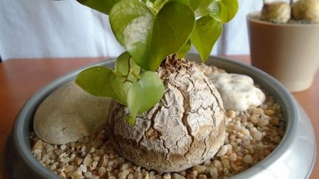 Dioscorea elephantipes