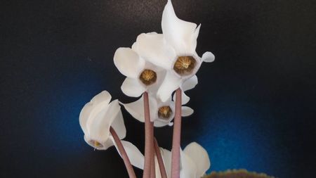 Cyclamen persicum; Una dintre putinele plante cu caudex din Europa, prezenta in tot sudul Europei, din Spania pana in Turcia
