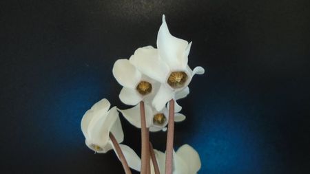Cyclamen persicum; Una dintre putinele plante cu caudex din Europa, prezenta in tot sudul Europei, din Spania pana in Turcia
