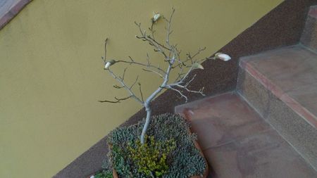 20 mart.- Echinoctiul de primavara - Magnolia stellata