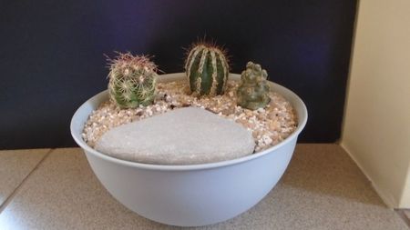 Grup de 3 cactusi; Echinopsis cv. Haku-jo Maru
Tephrocactus molinensis
Thelocactus bicolor
