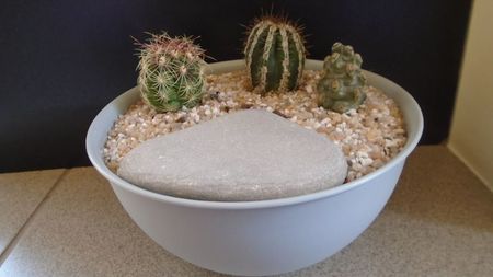 Grup de 3 cactusi; Echinopsis cv. Haku-jo Maru
Tephrocactus molinensis
Thelocactus bicolor
