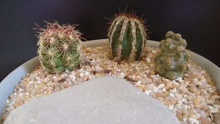 Grup de 3 cactusi; Echinopsis cv. Haku-jo Maru
Tephrocactus molinensis
Thelocactus bicolor
