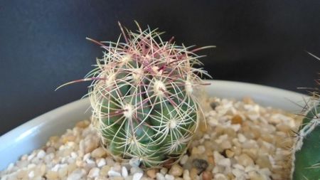 Thelocactus bicolor