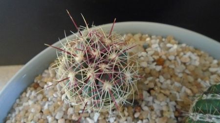 Thelocactus bicolor