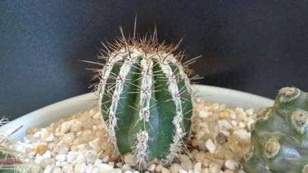 Echinopsis cv. Haku-jo Maru