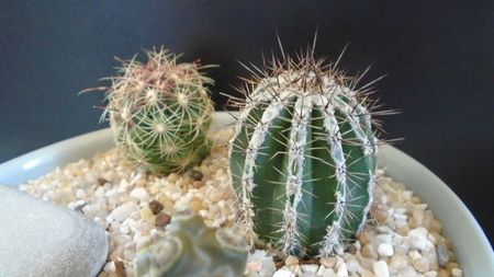 Echinopsis cv. Haku-jo Maru