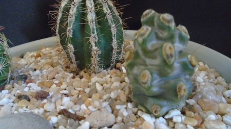 Tephrocactus molinensis