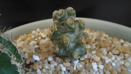 Tephrocactus molinensis