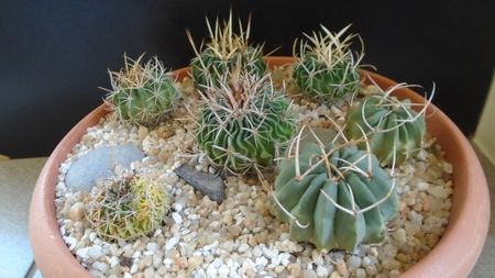 Grup de 7 Echinofossulocactus (Stenocactus); E. (Stenocactus) lexarzai
E. (S.) phyllacanthus v. violaciflorus
E. (S.) coptonogonus (2 ex.)
E. (S.) hb. coptonogonus X albatus
E. (S.) sp.
E. (S.) hb. dichroacanthus X multicostatus
