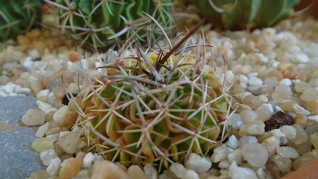 Echinofossulocactus (Stenocactus) hb. dichroacanthus X multicostatus f. variegata