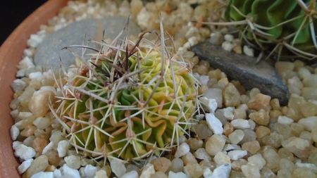 Echinofossulocactus (Stenocactus) hb. dichroacanthus X multicostatus f. variegata