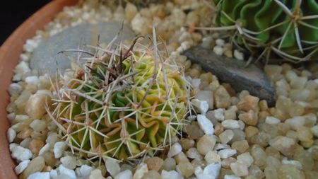 Echinofossulocactus (Stenocactus) hb. dichroacanthus X multicostatus f. variegata