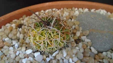 Echinofossulocactus (Stenocactus) hb. dichroacanthus X multicostatus f. variegata