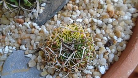 Echinofossulocactus (Stenocactus) hb. dichroacanthus X multicostatus f. variegata