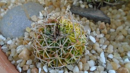 Echinofossulocactus (Stenocactus) hb. dichroacanthus X multicostatus f. variegata