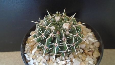 Parodia (Notocactus) mammulosa