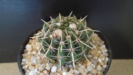 Parodia (Notocactus) mammulosa