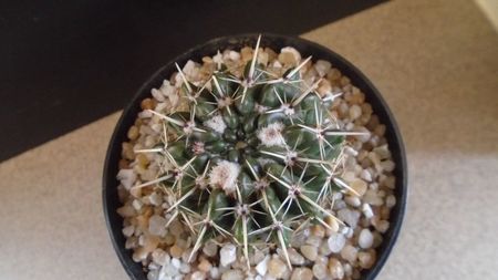 Parodia (Notocactus) mammulosa