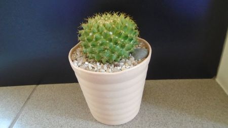 Mammillaria marksiana