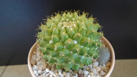 Mammillaria marksiana