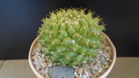 Mammillaria marksiana