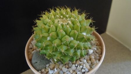 Mammillaria marksiana