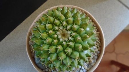 Mammillaria marksiana