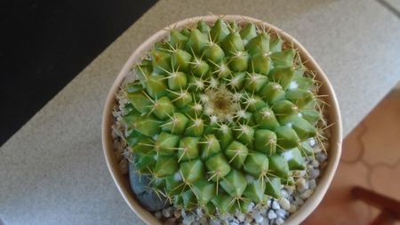 Mammillaria marksiana